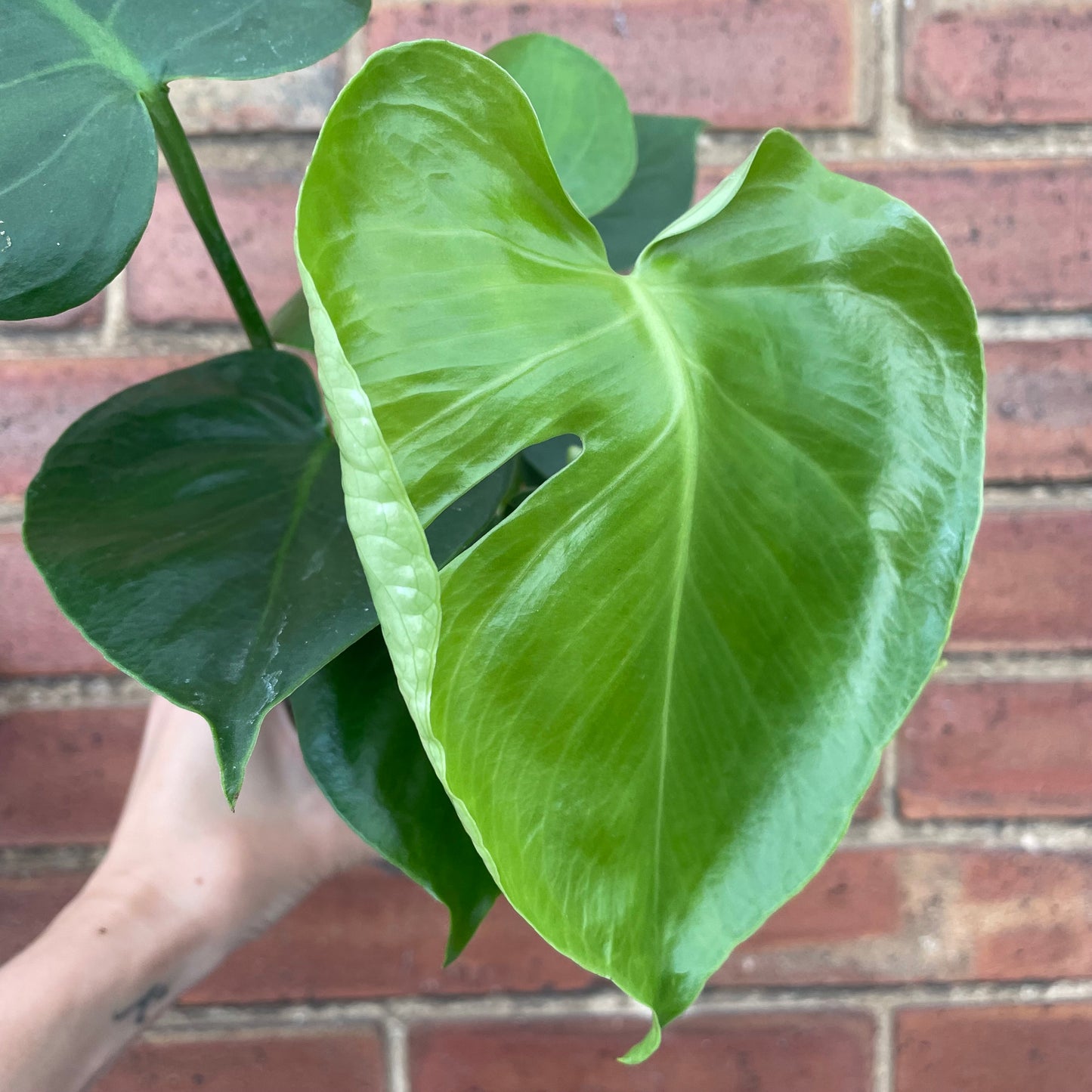 Monstera Deliciosa Swiss Cheese Plant