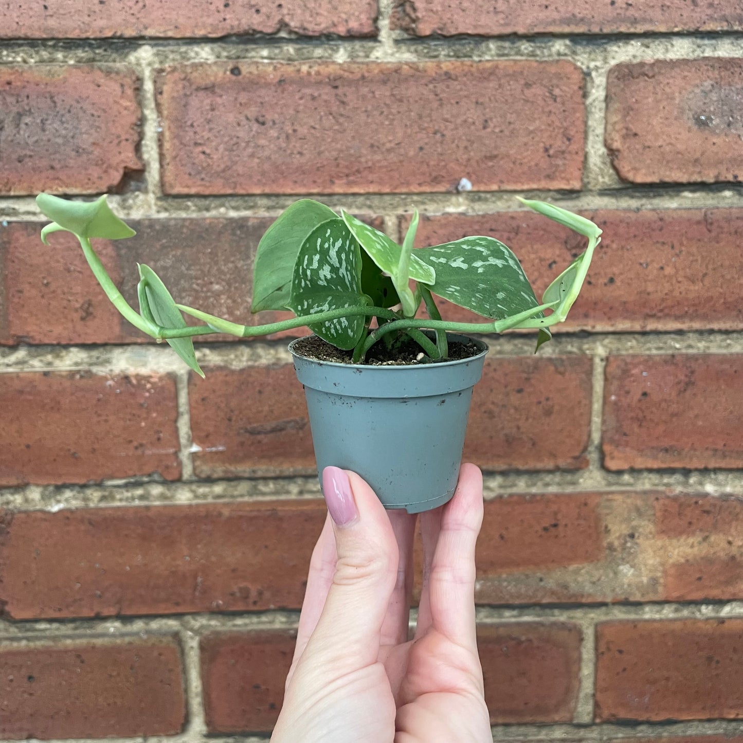Baby Scindapsus Pictus Silvery Ann Satin Pothos
