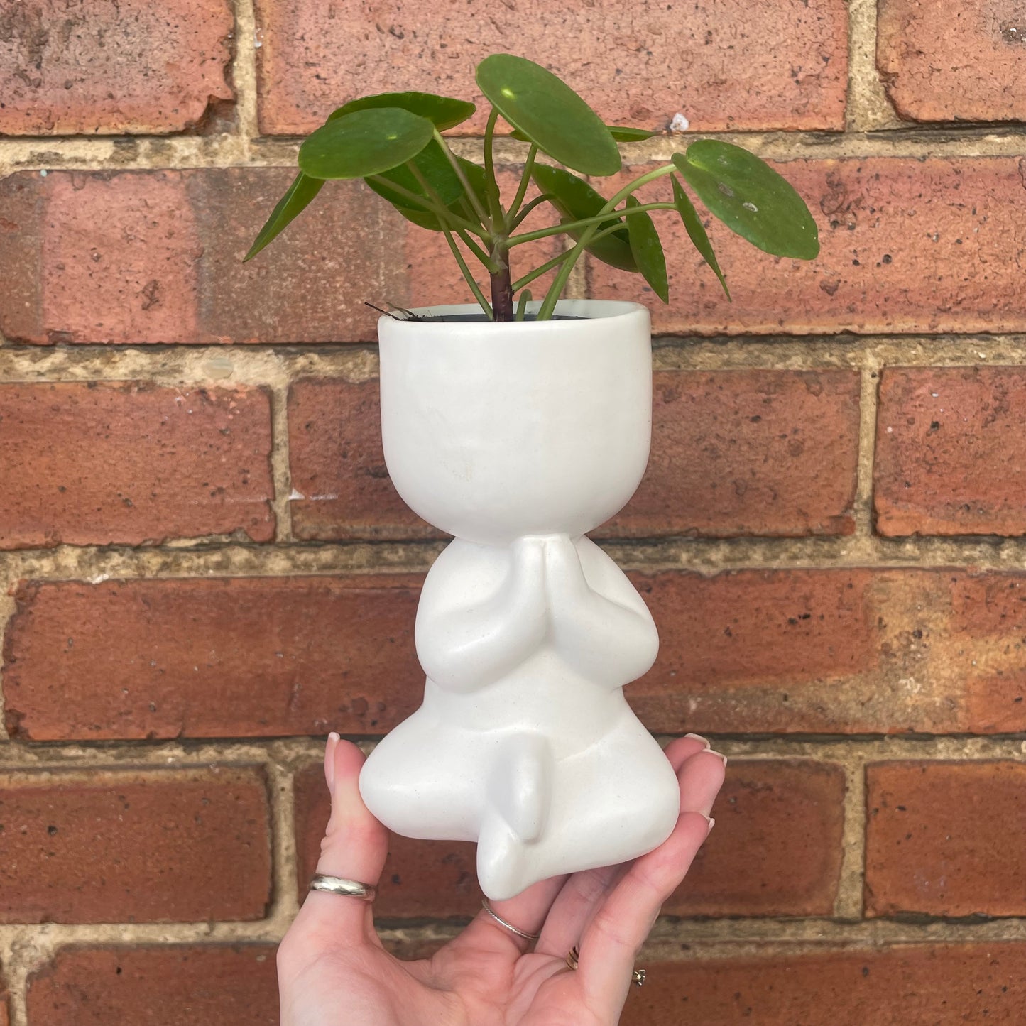 Chinese Money Plant & Yoga Pose Mini Indoor Plant Pots