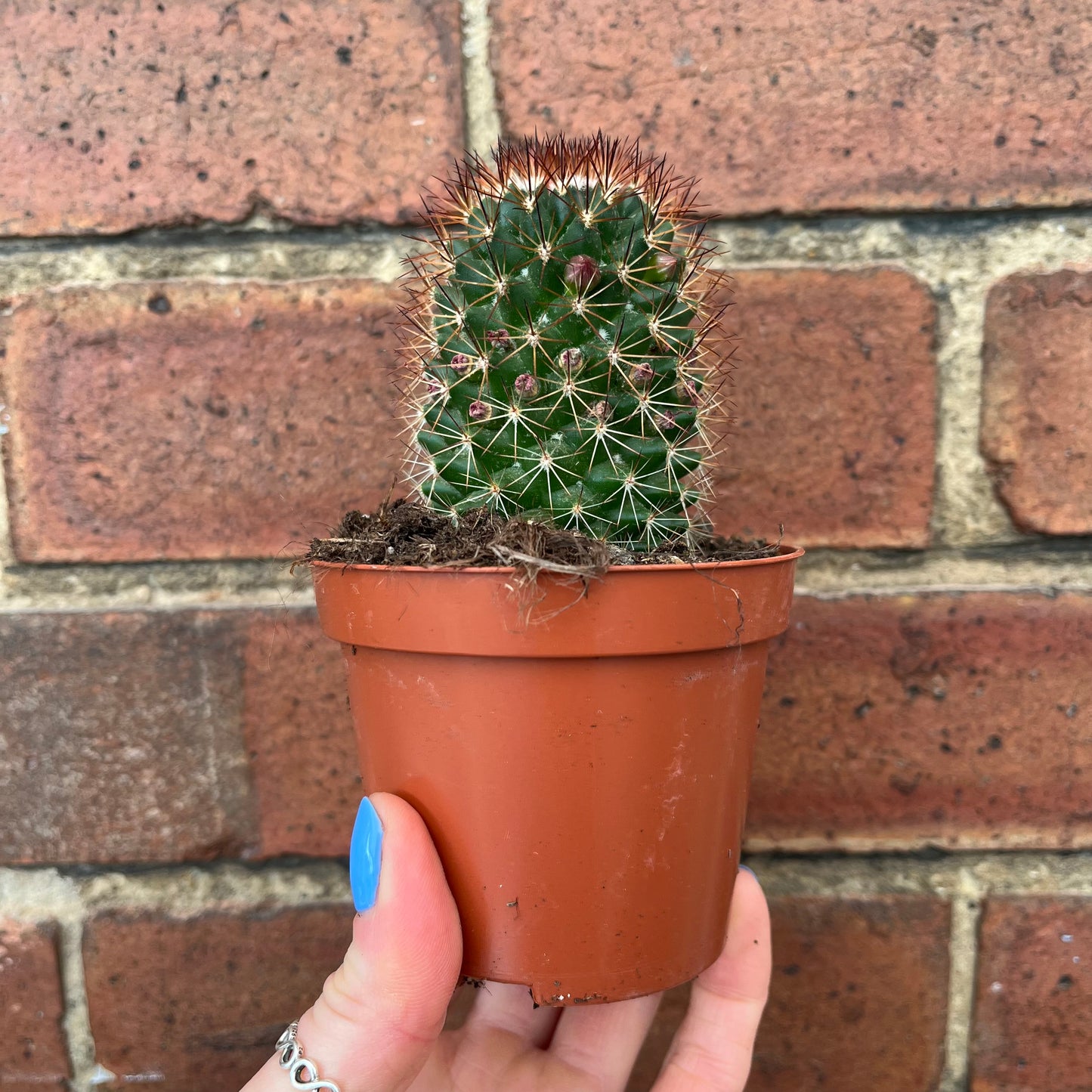 Cactus Mix
