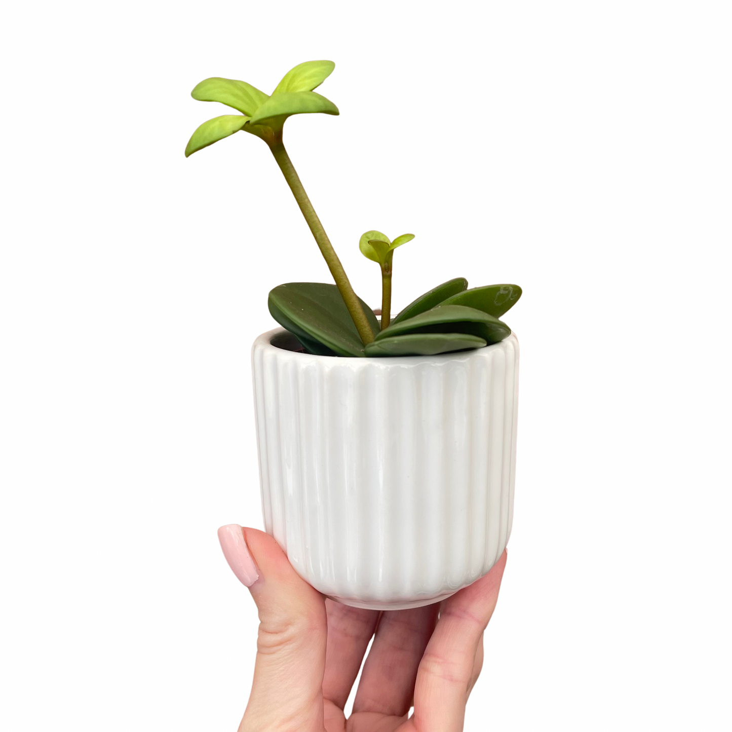 Ridged Design White Mini Plant Pot-7cm