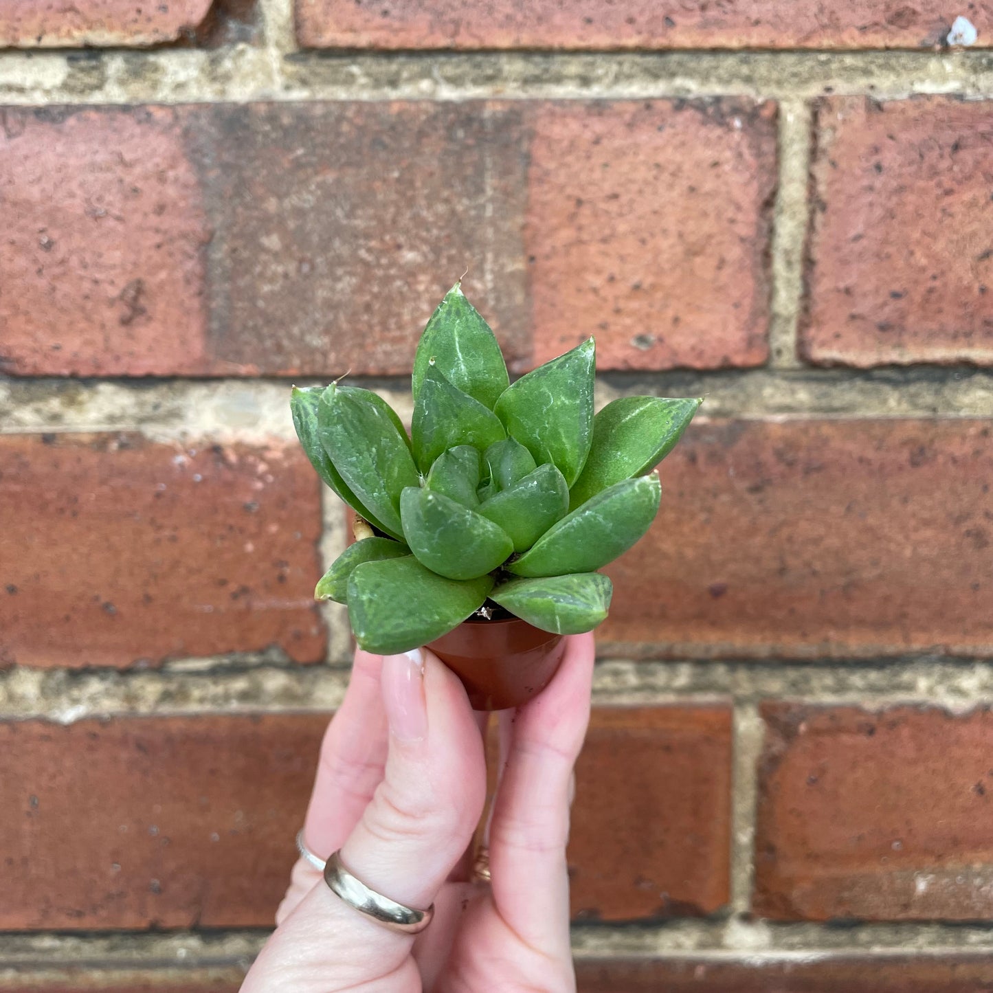 Mini Succulent Mix x3