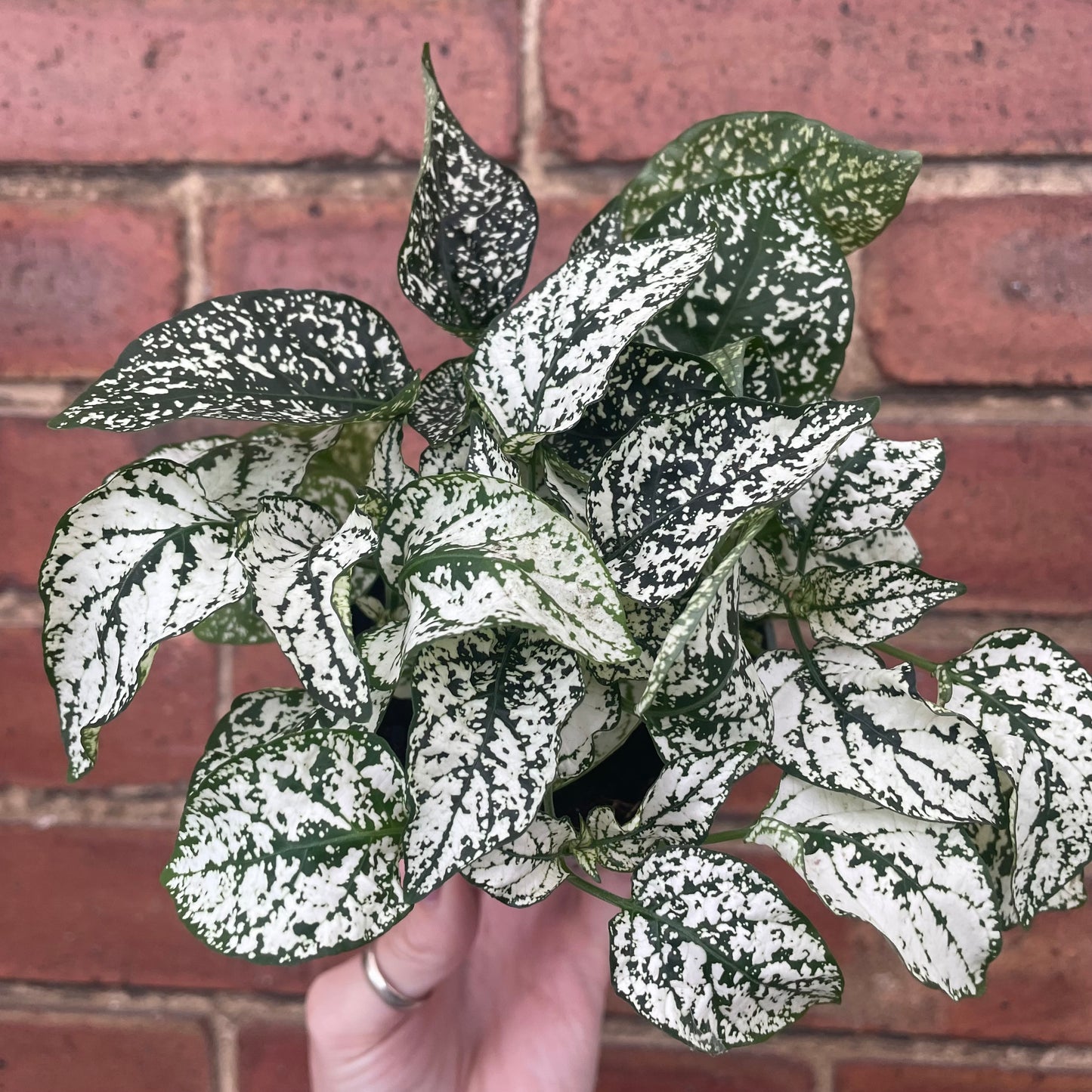 Hypoestes Phyllostachya Polka Dot Plant