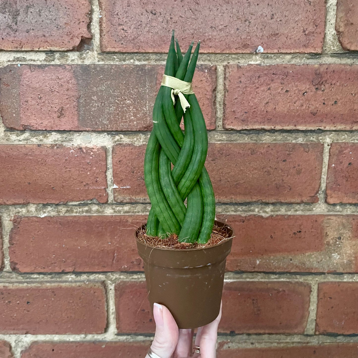 Sansevieria Cylindrica Braided