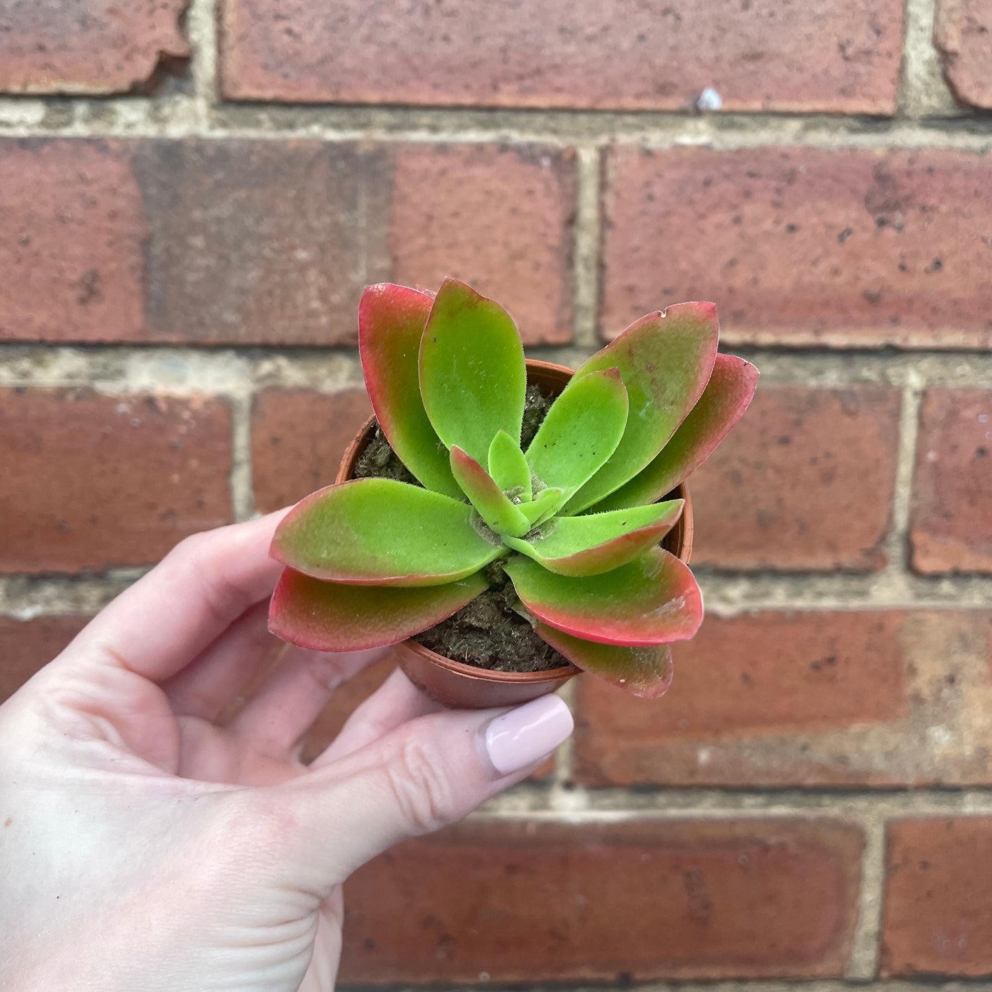 Crassula Capitella Campfire