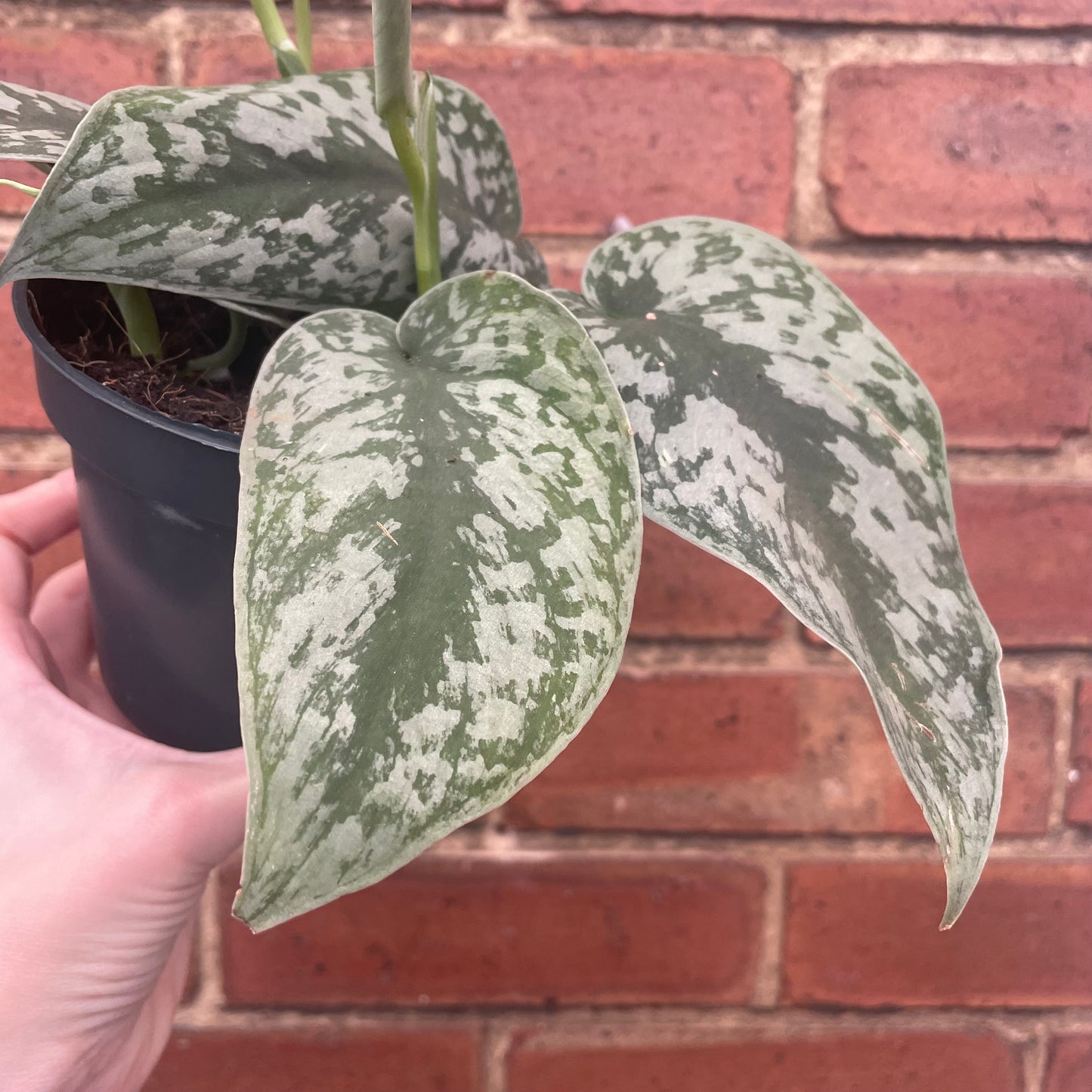 Scindapsus Pictus Silvery Ann Satin Pothos