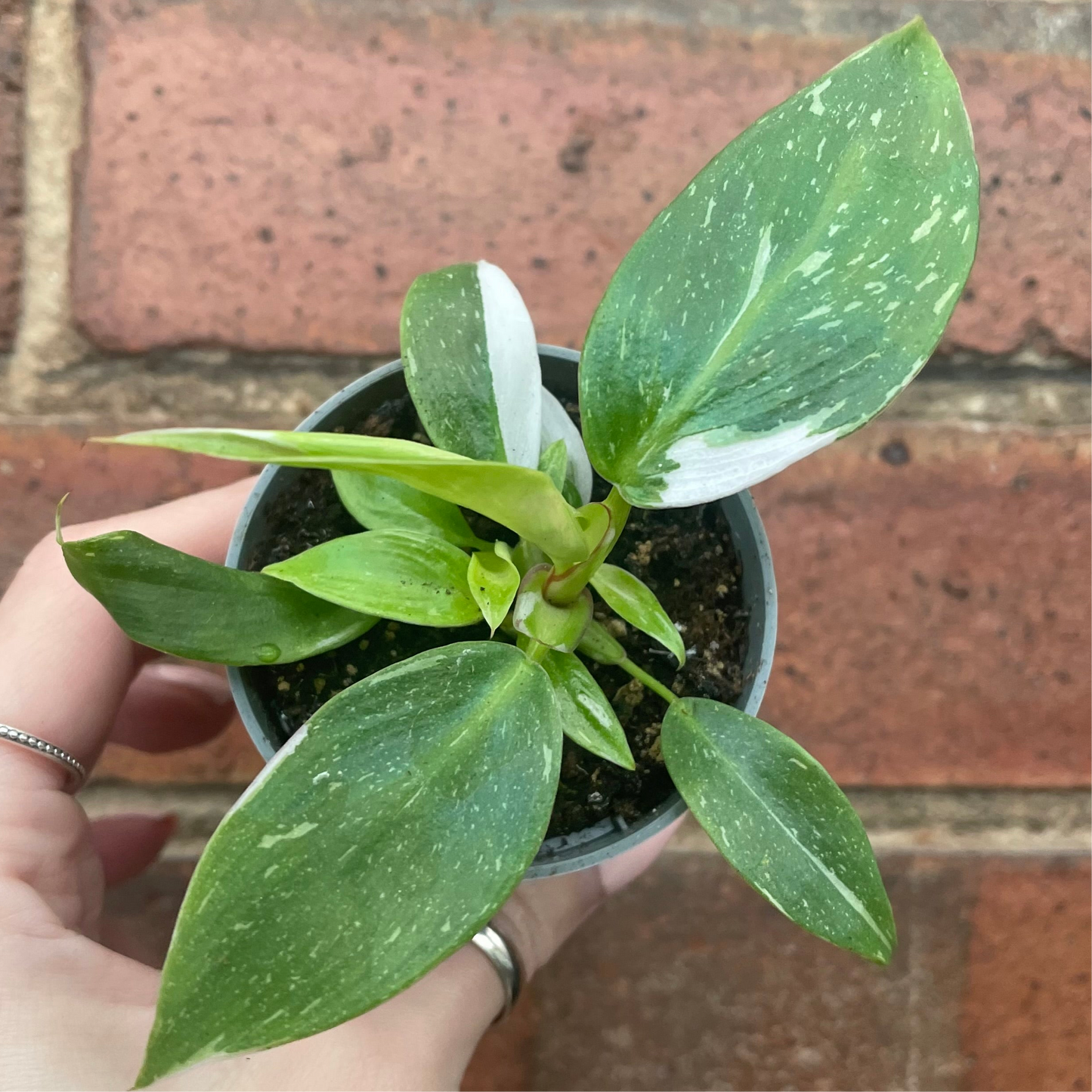 Baby Philodendron White Princess