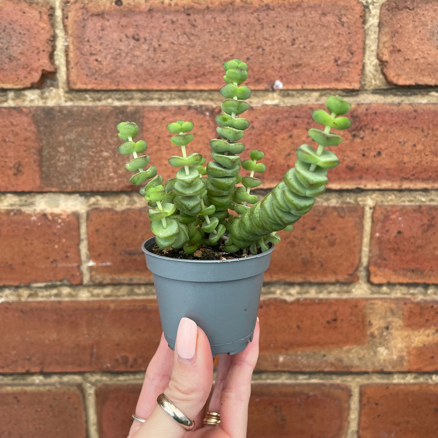 Crassula Marnieriana 'Hottentot'