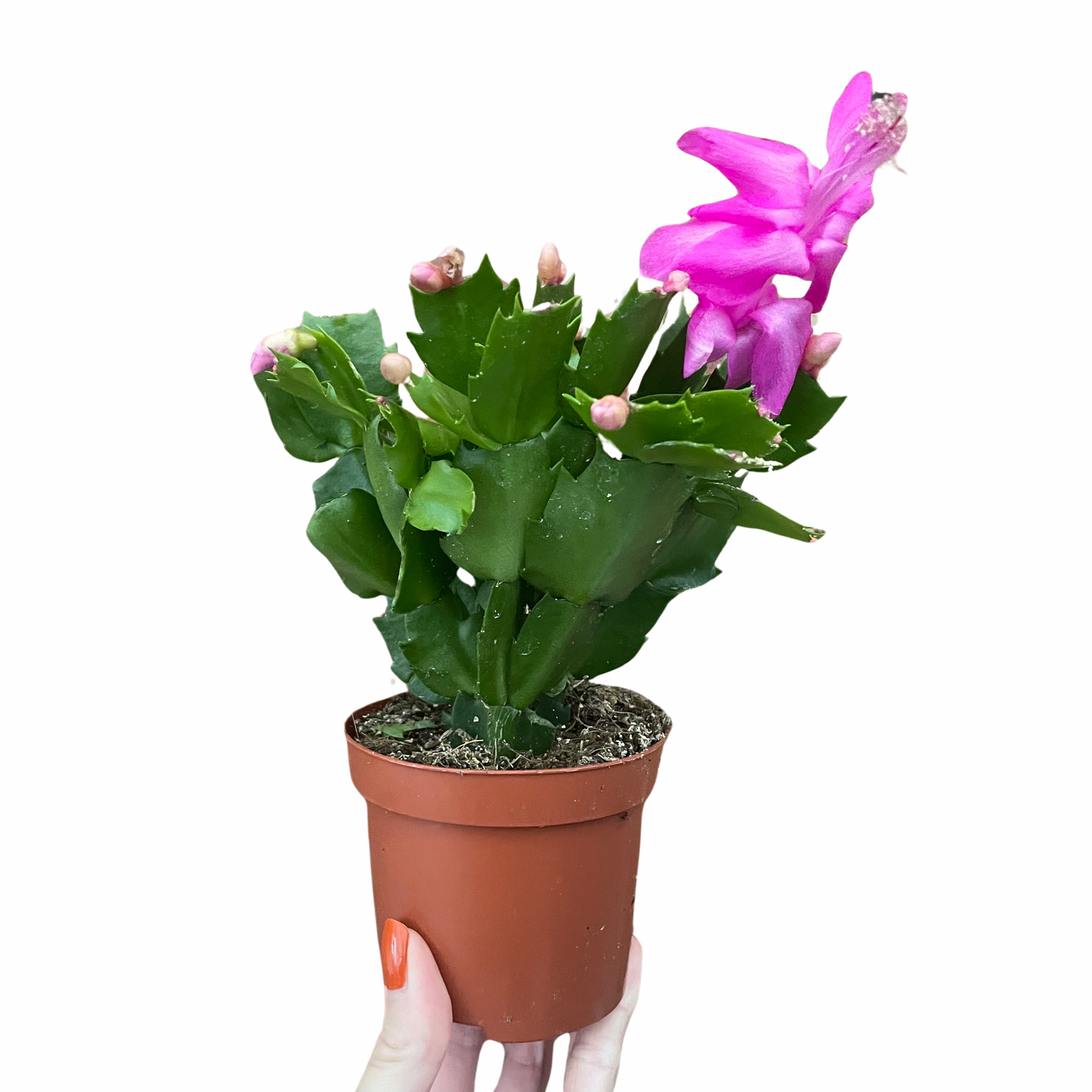 Schlumbergera Christmas Cactus