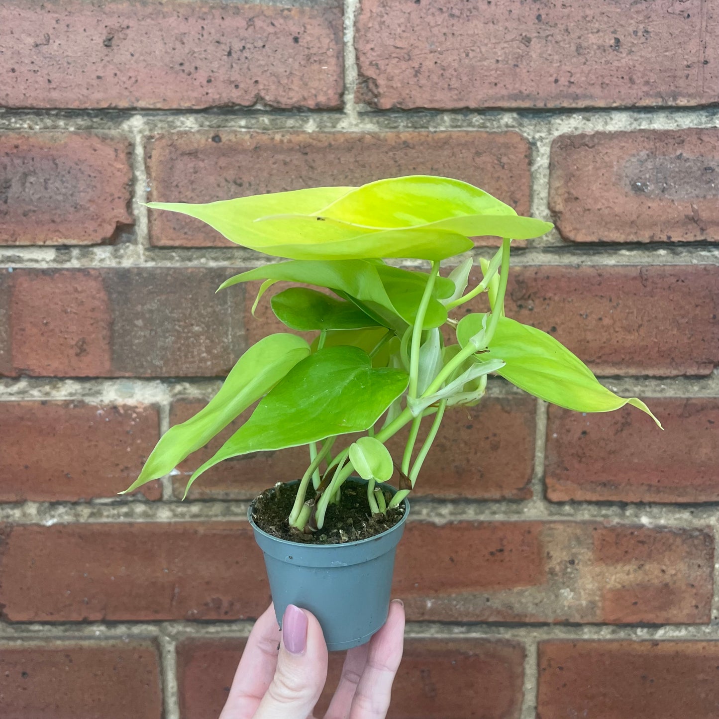 Baby Philodendron Micans Lime