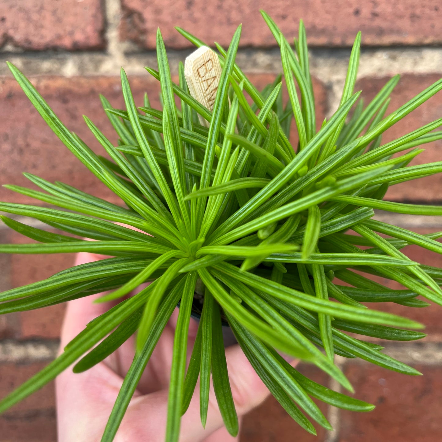 Baby Peperomia Happy Bean