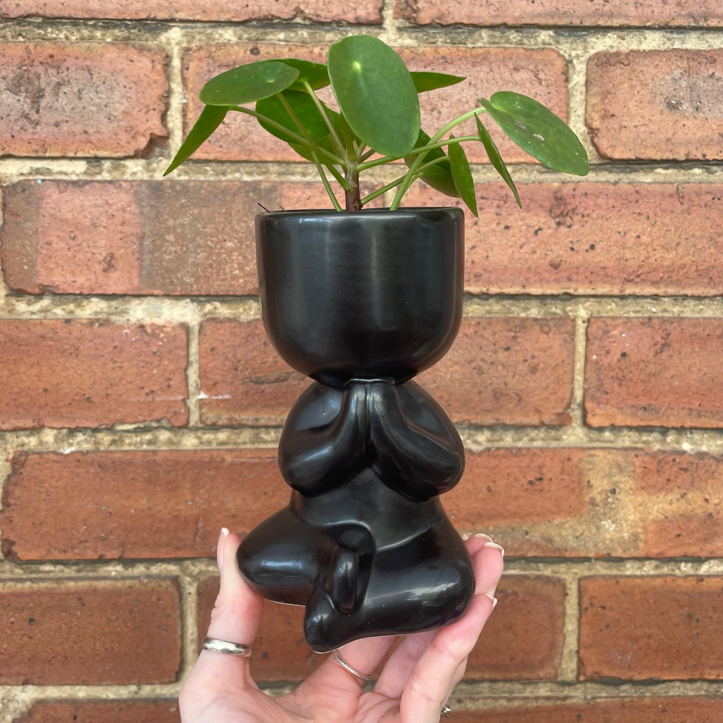 Chinese Money Plant & Yoga Pose Mini Indoor Plant Pots