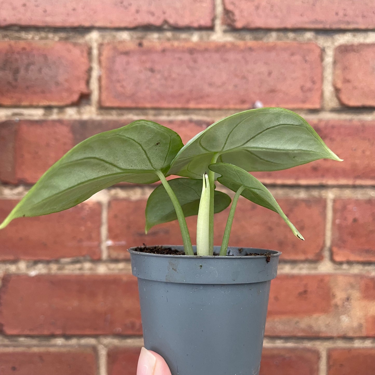 Baby Alocasia Silver Dragon