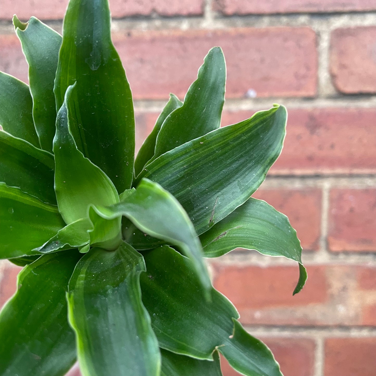 Baby Dracaena Compacta