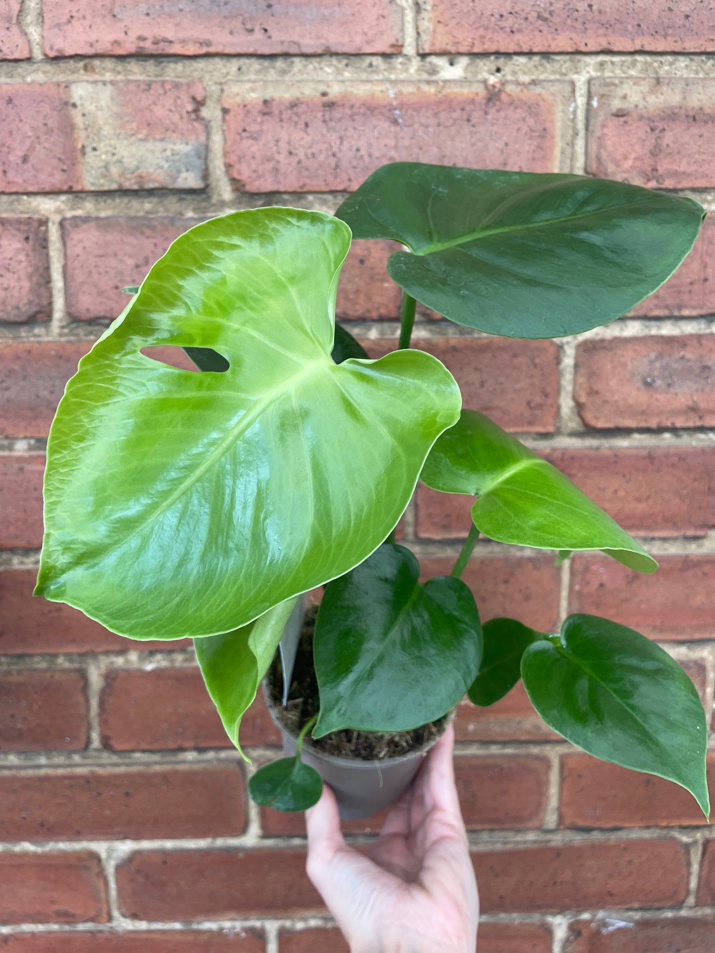 Monstera Deliciosa Swiss Cheese Plant