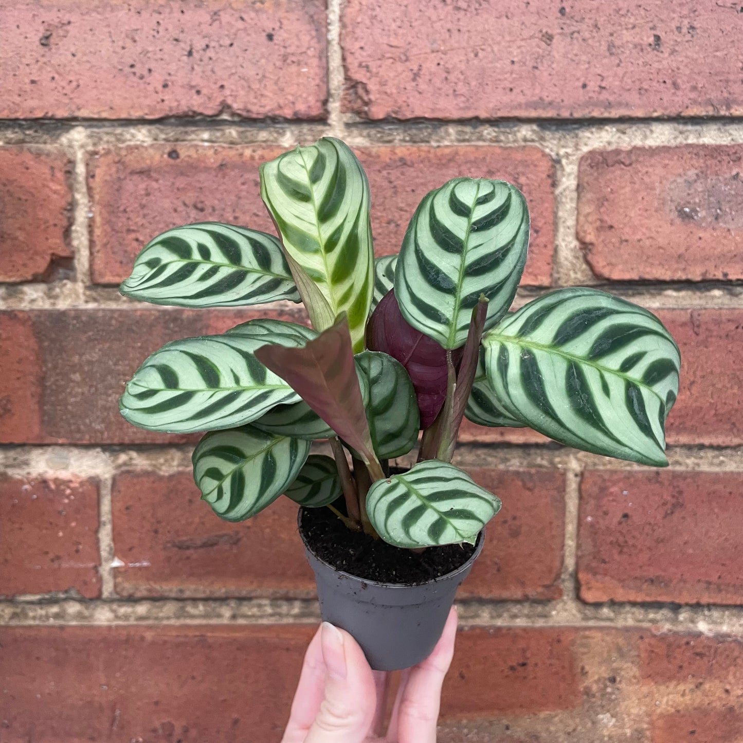 Baby Ctenanthe Burle Marxi Never Never Plant 6cm Pot