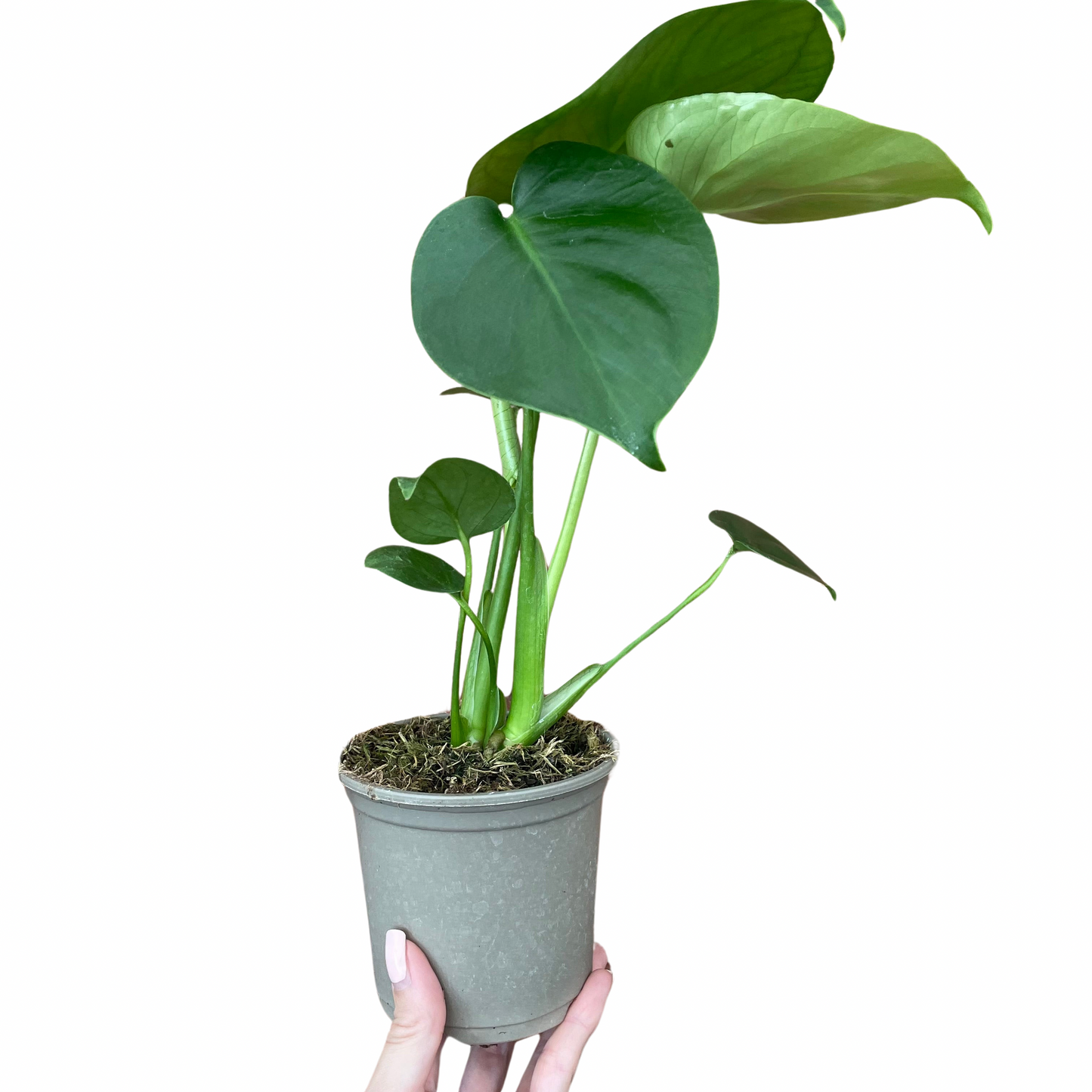 Monstera Deliciosa Swiss Cheese Plant
