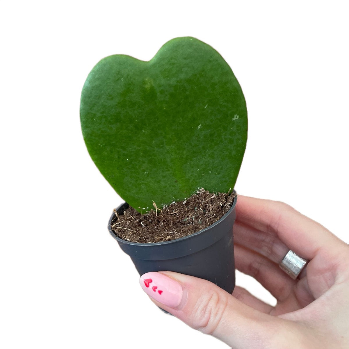 Hoya Kerrii Sweetheart Plant