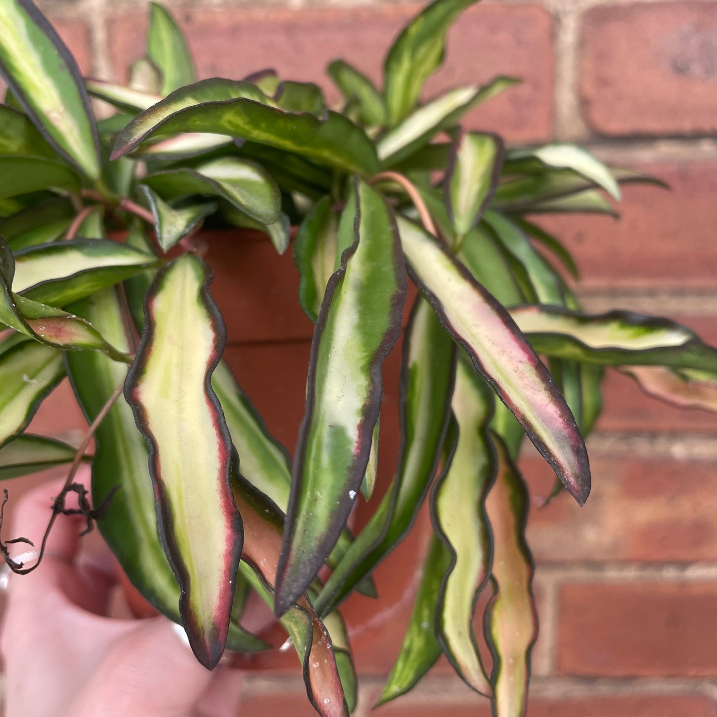 Hoya Wayetii Tricolour