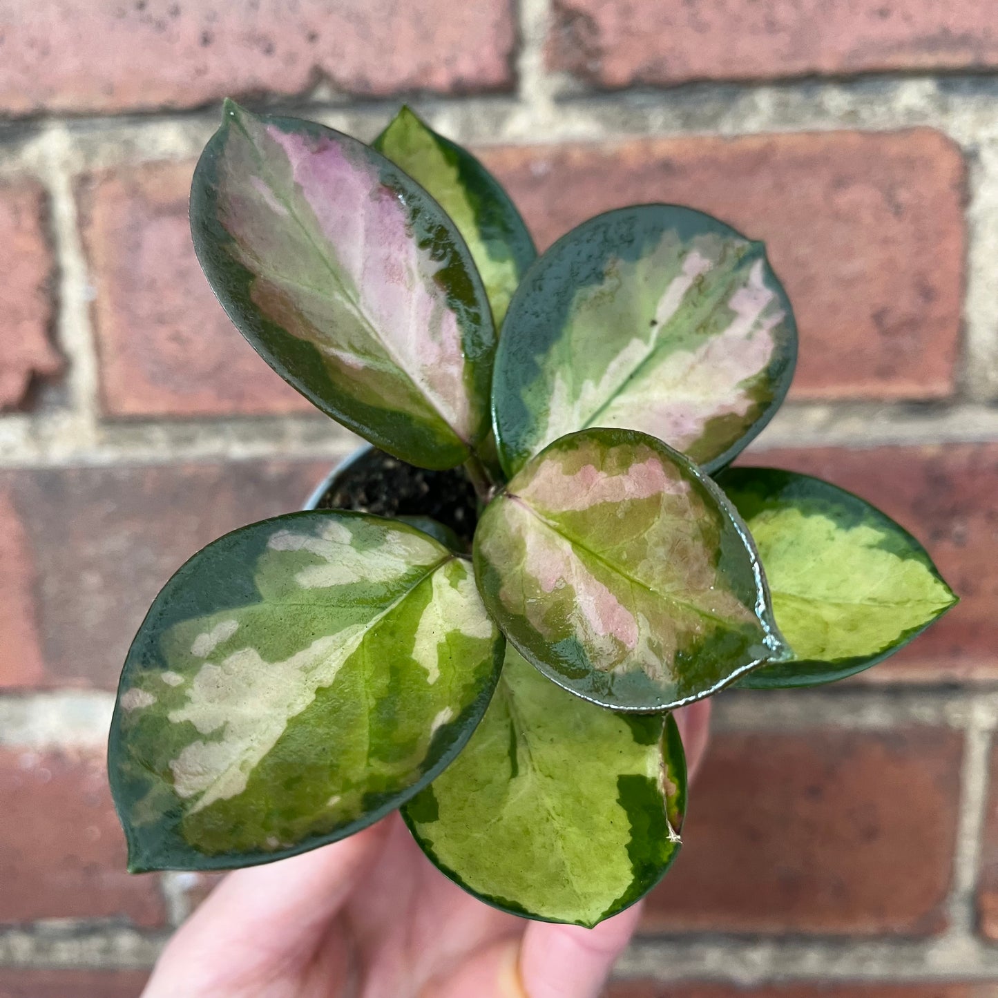 Baby Hoya Australis Lisa