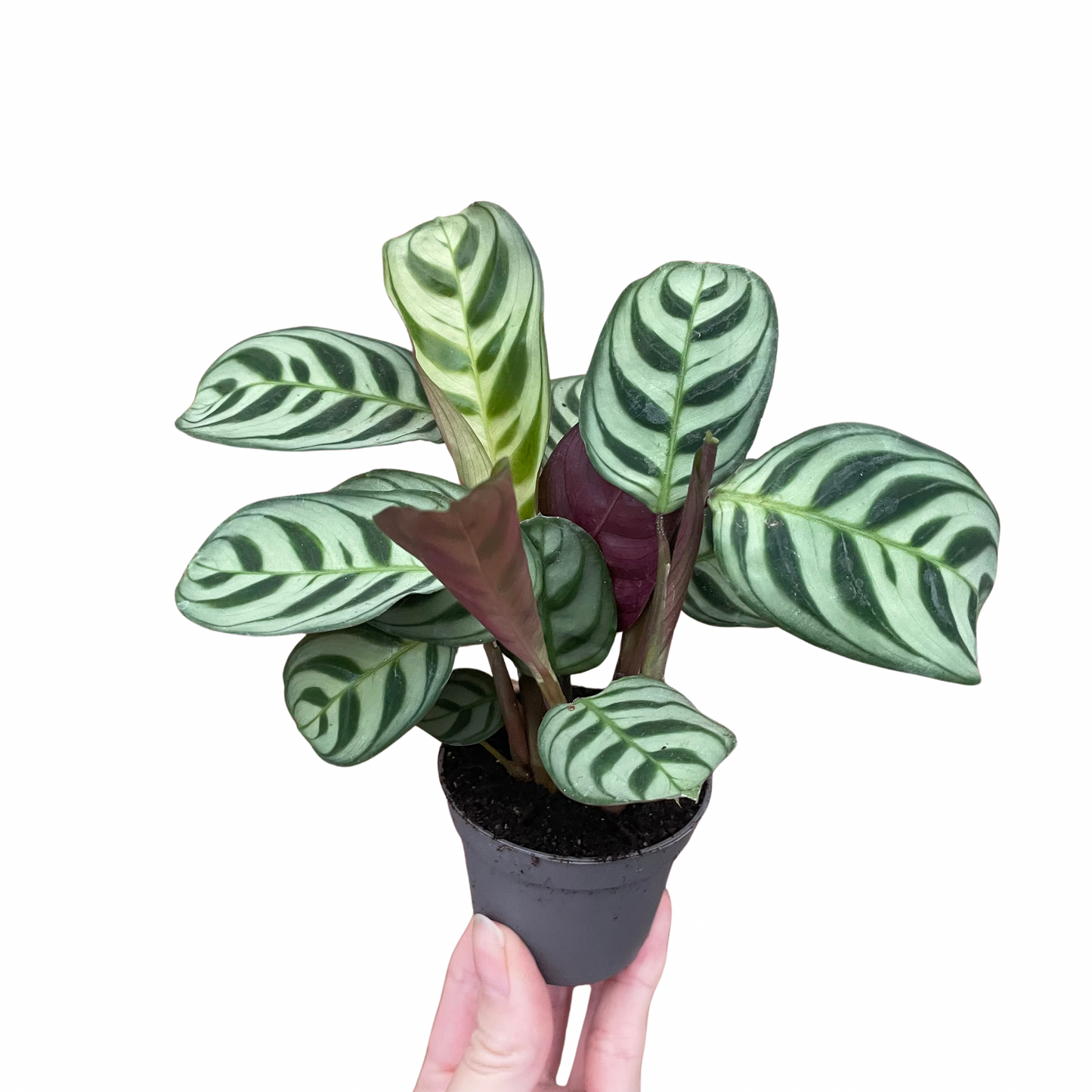 Baby Ctenanthe Burle Marxi Never Never Plant 6cm Pot