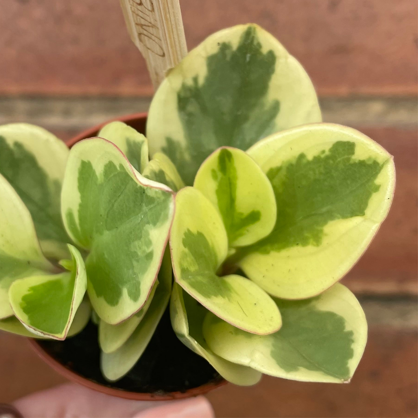 Baby Peperomia Obtusifolia Variegata