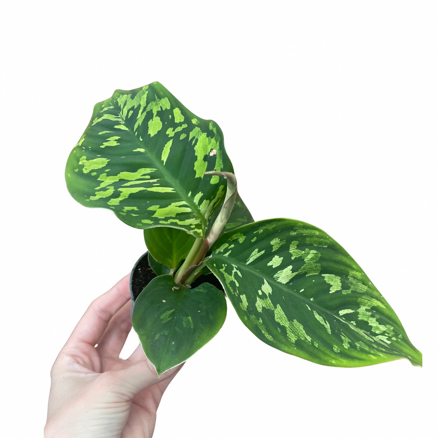 Baby Homalomena Camouflage