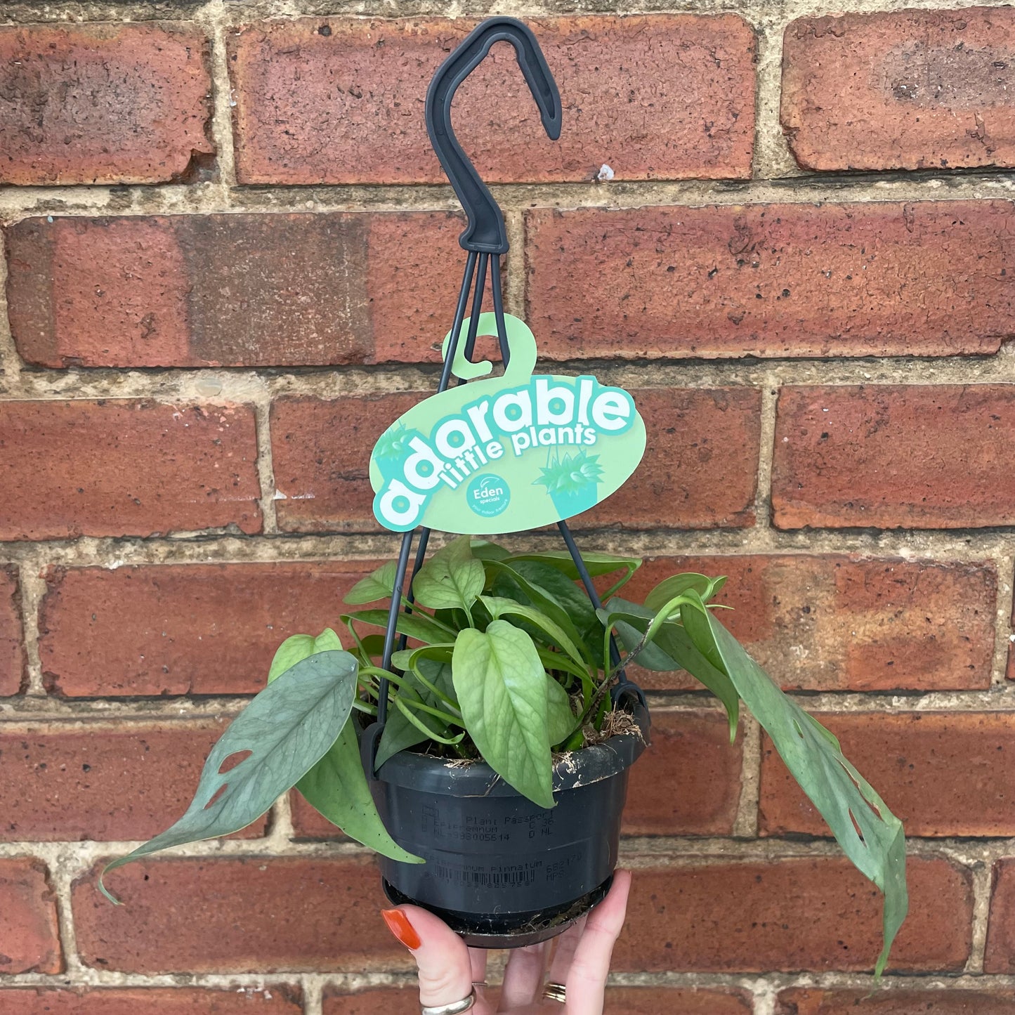 Cebu Blue Pothos