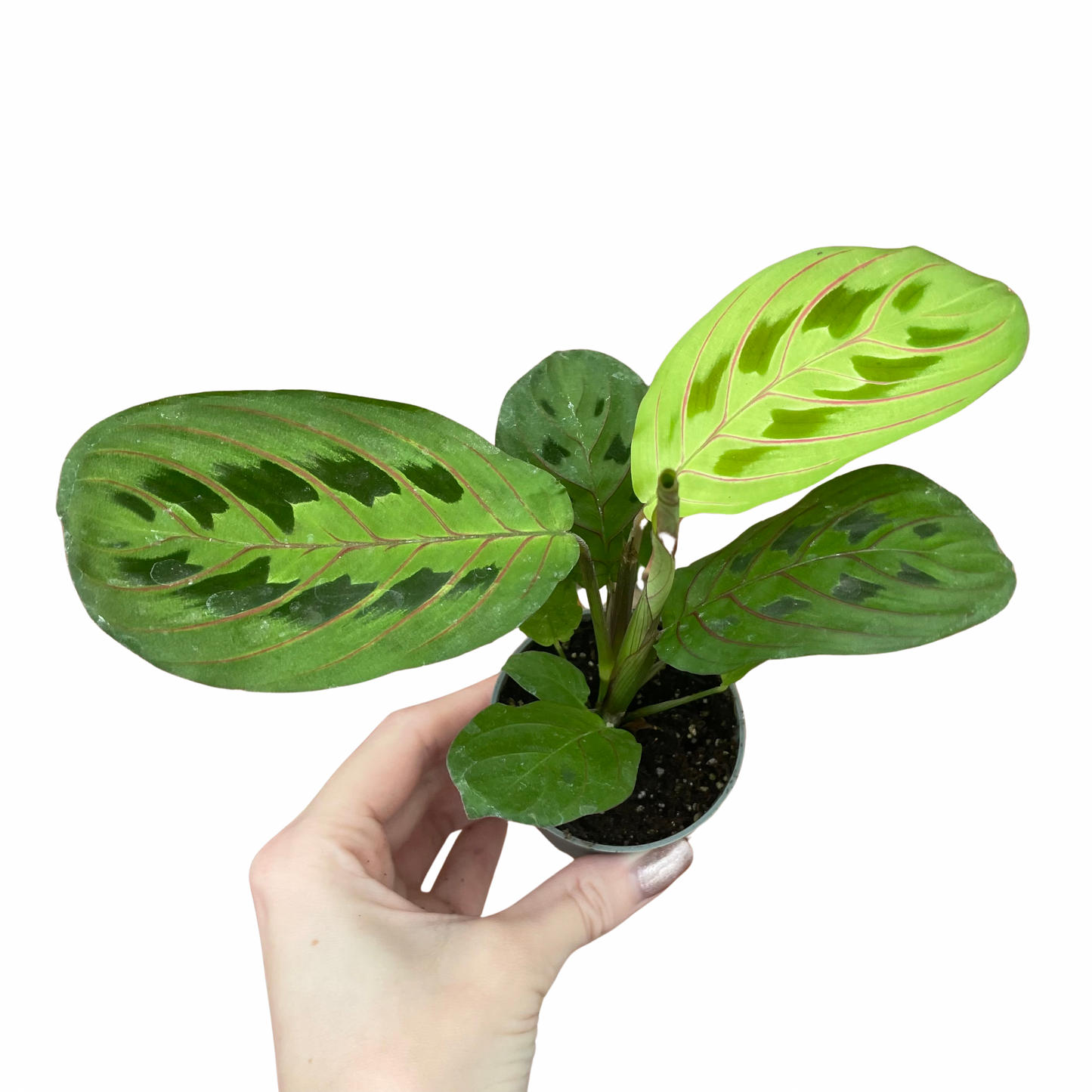 Baby Maranta Leuconeura