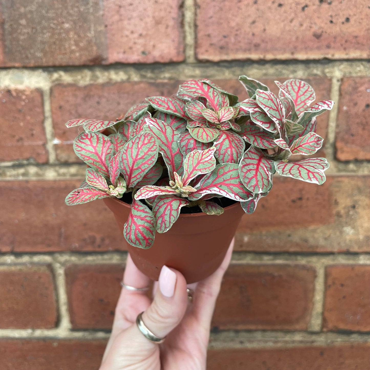 Fittonia Nerve Plant 'Grey Sensation'