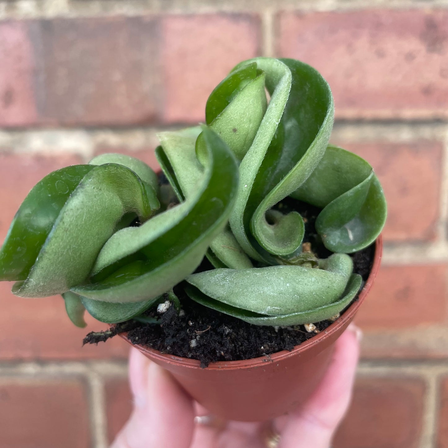 Baby Hoya Carnosa Compacta