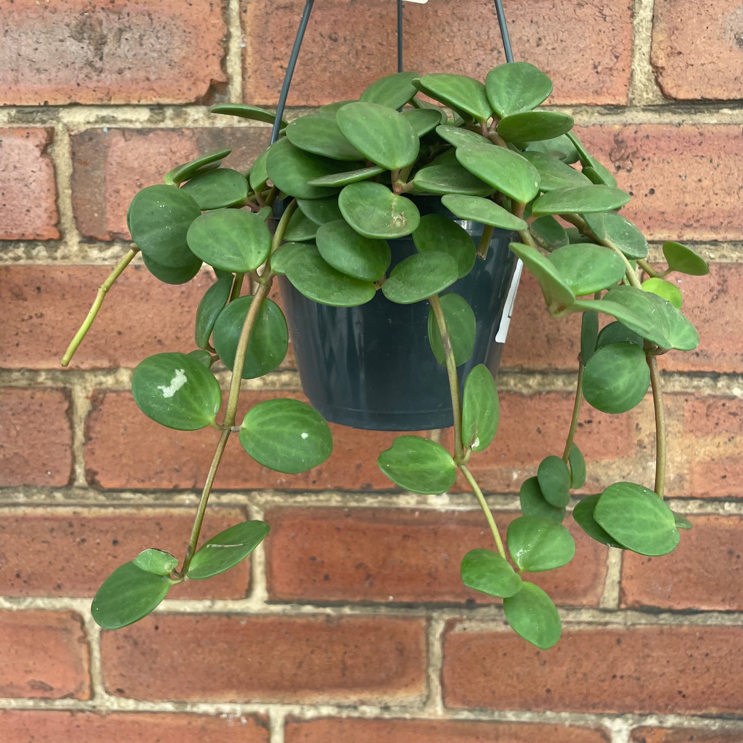 Peperomia Hope