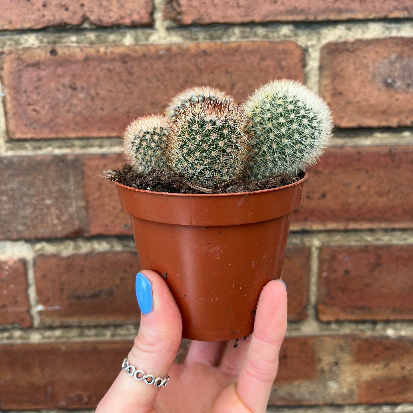 Cactus Mix