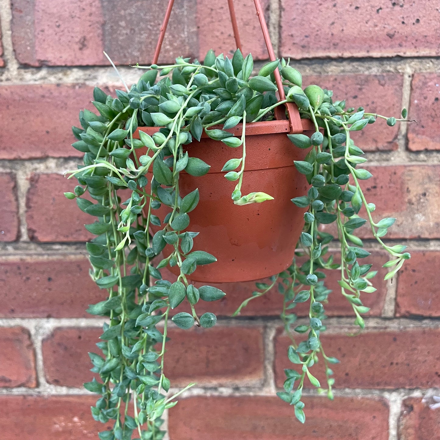 String Of Beads/Senecio Herreianus