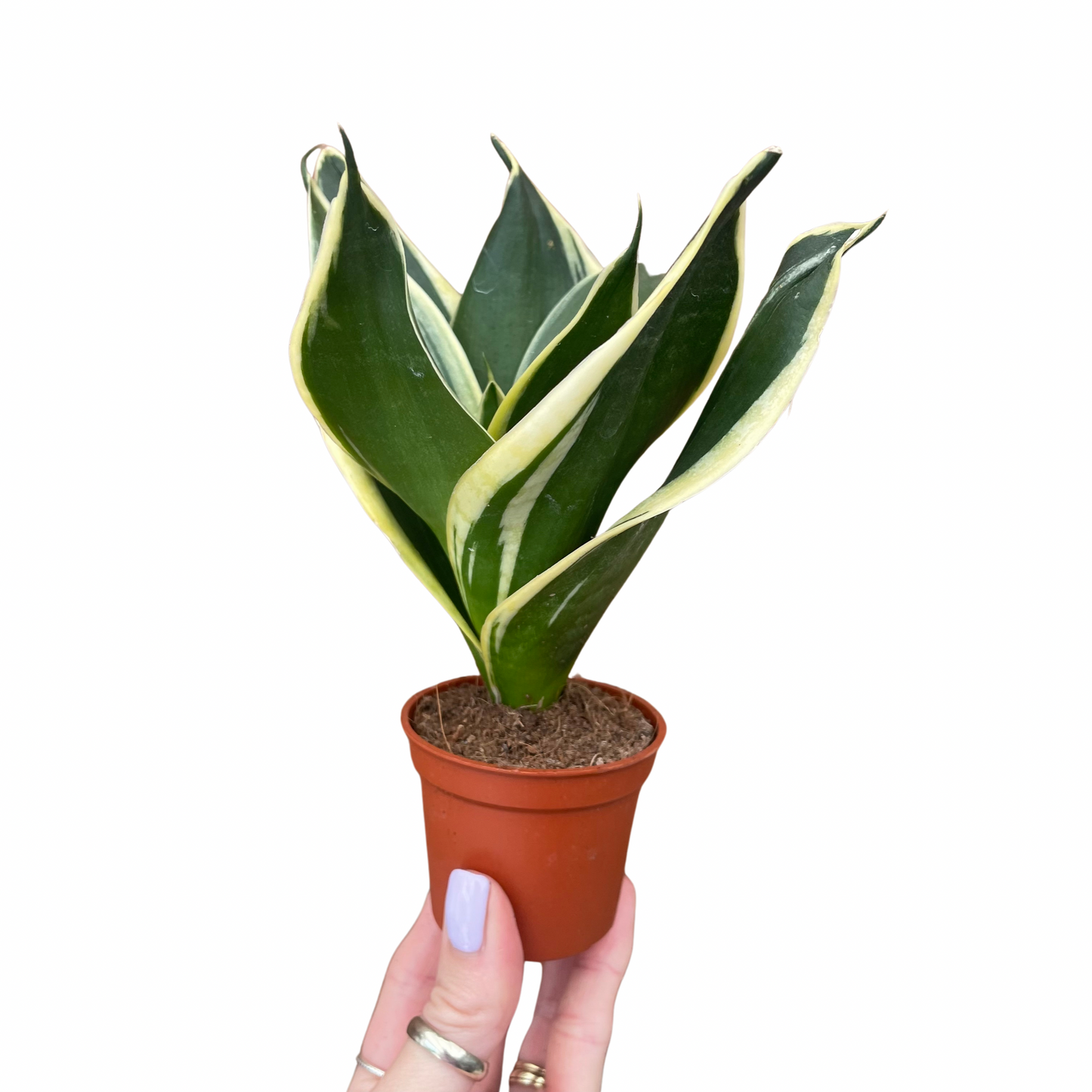 Baby Sansevieria Golden Flame