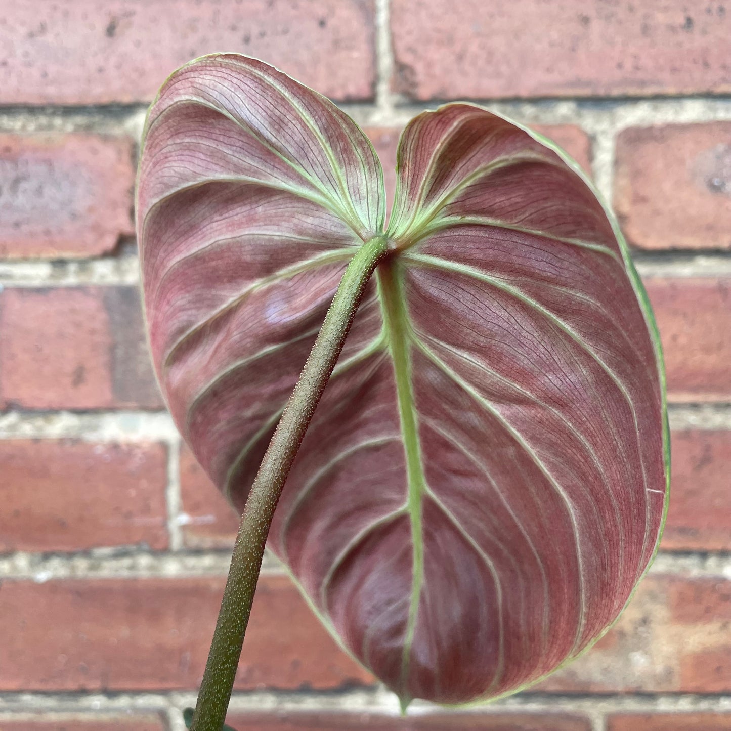 Philodendron El Choco Red