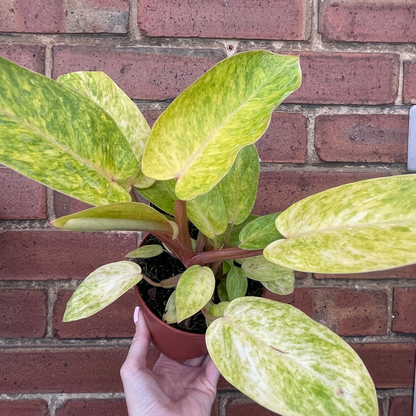 Philodendron Painted Lady