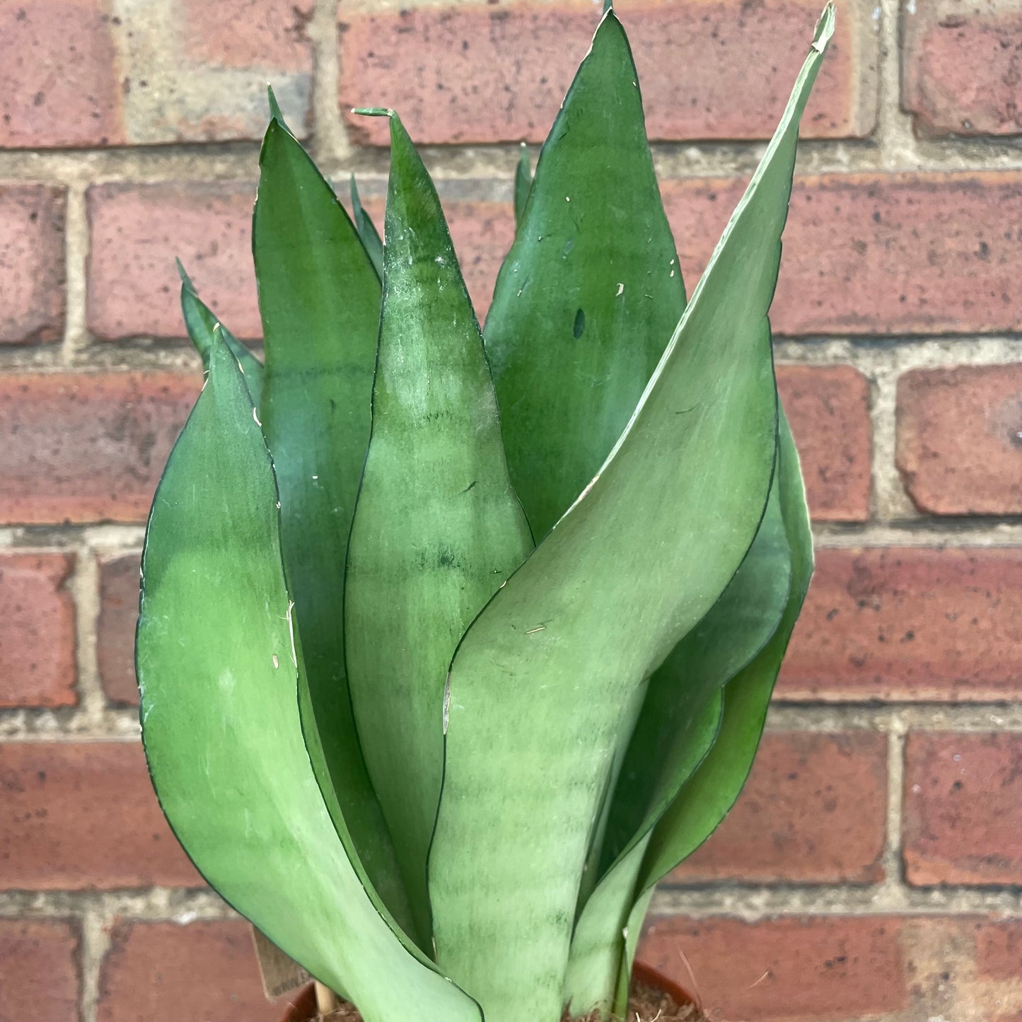Sansevieria Moonshine Snake Plant