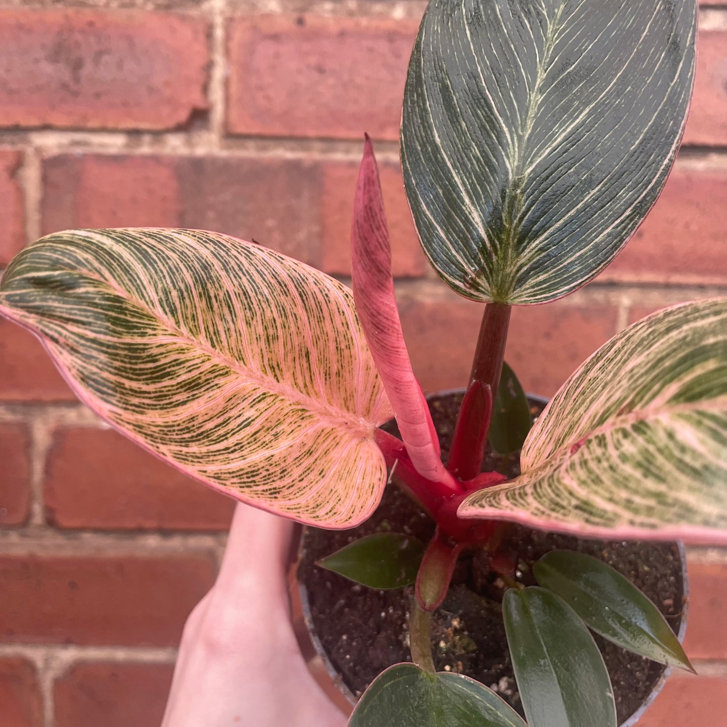 Philodendron Erubescens 'Pink Bikini'