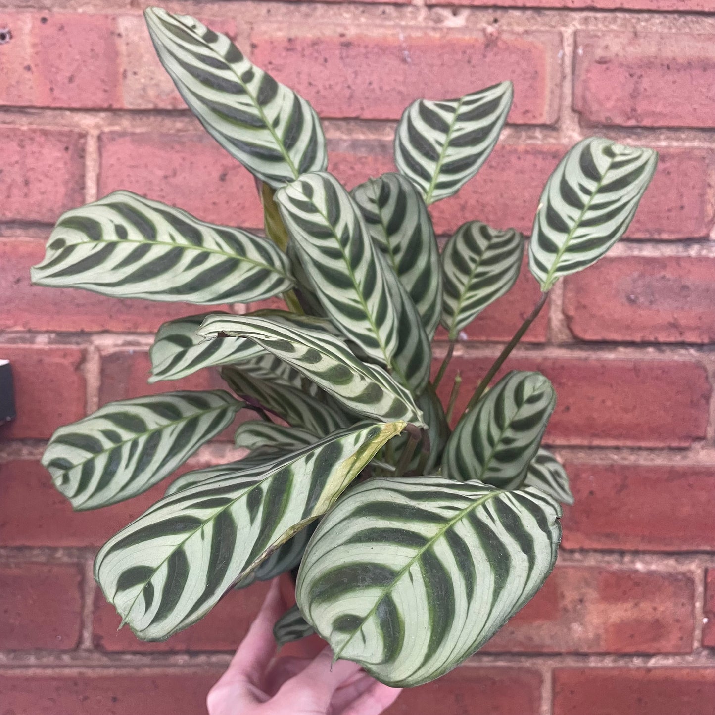 Ctenanthe Burle Marxi Never Never Plant 12cm Pot