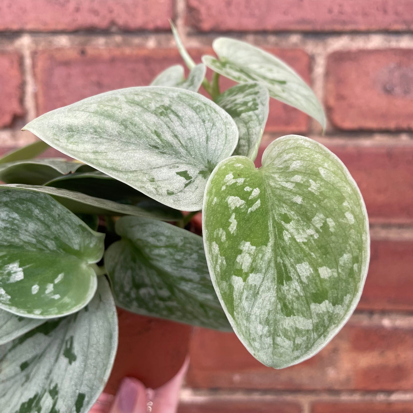 Scindapsus Pictus Silvery Ann Satin Pothos