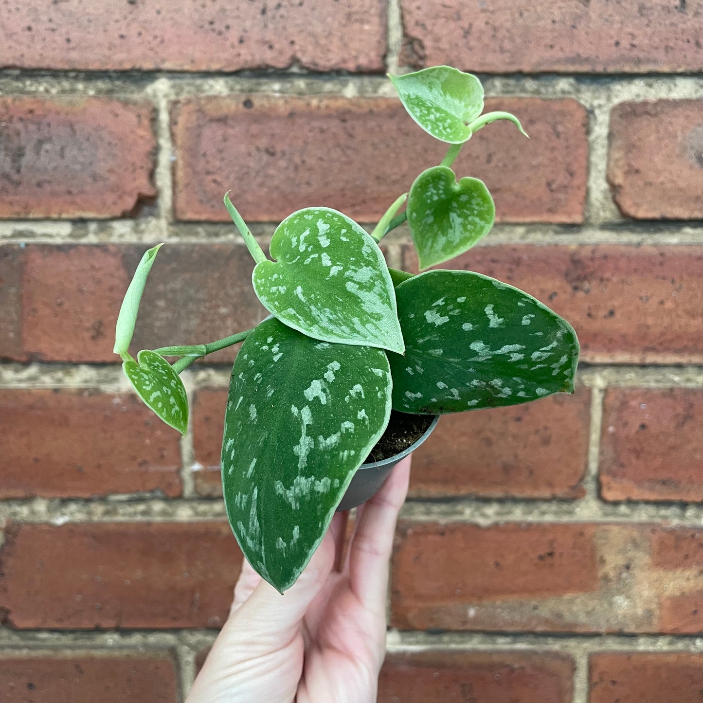 Baby Scindapsus Pictus Silvery Ann Satin Pothos