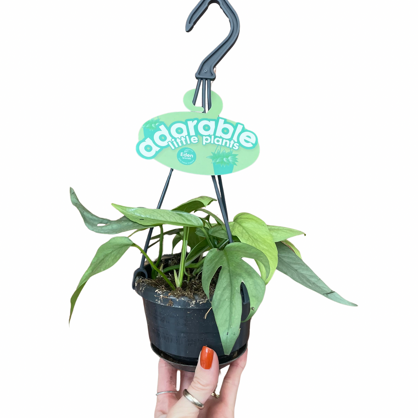 Cebu Blue Pothos