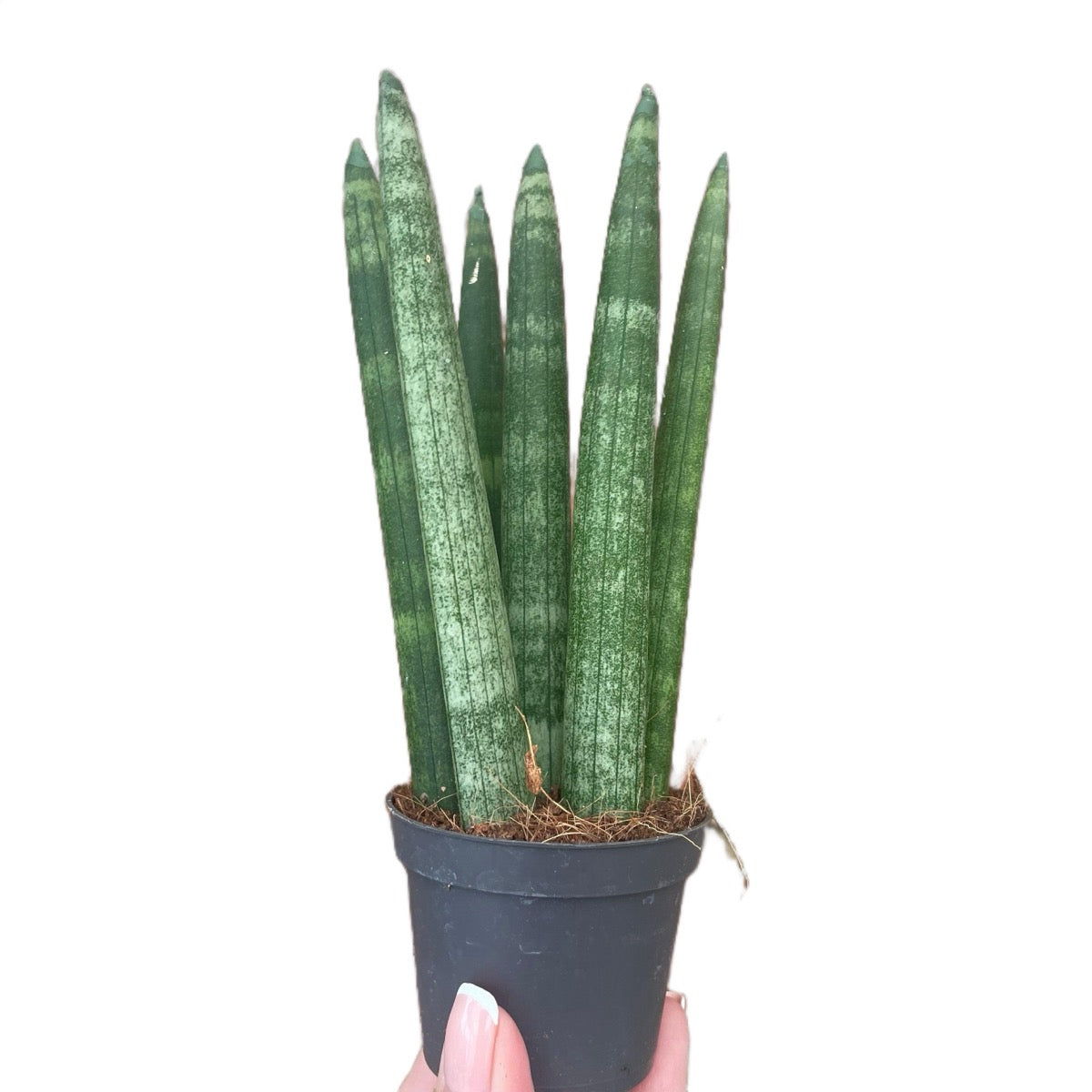 Baby Sansevieria Cylindrica