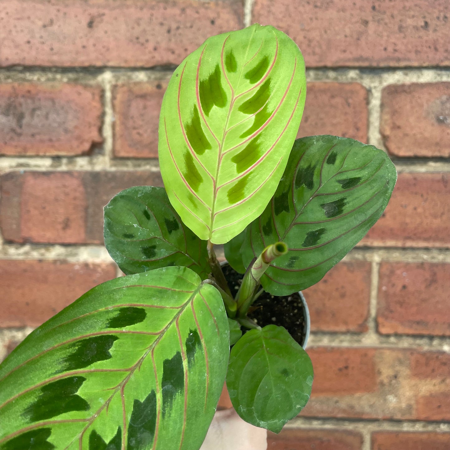 Baby Maranta Leuconeura