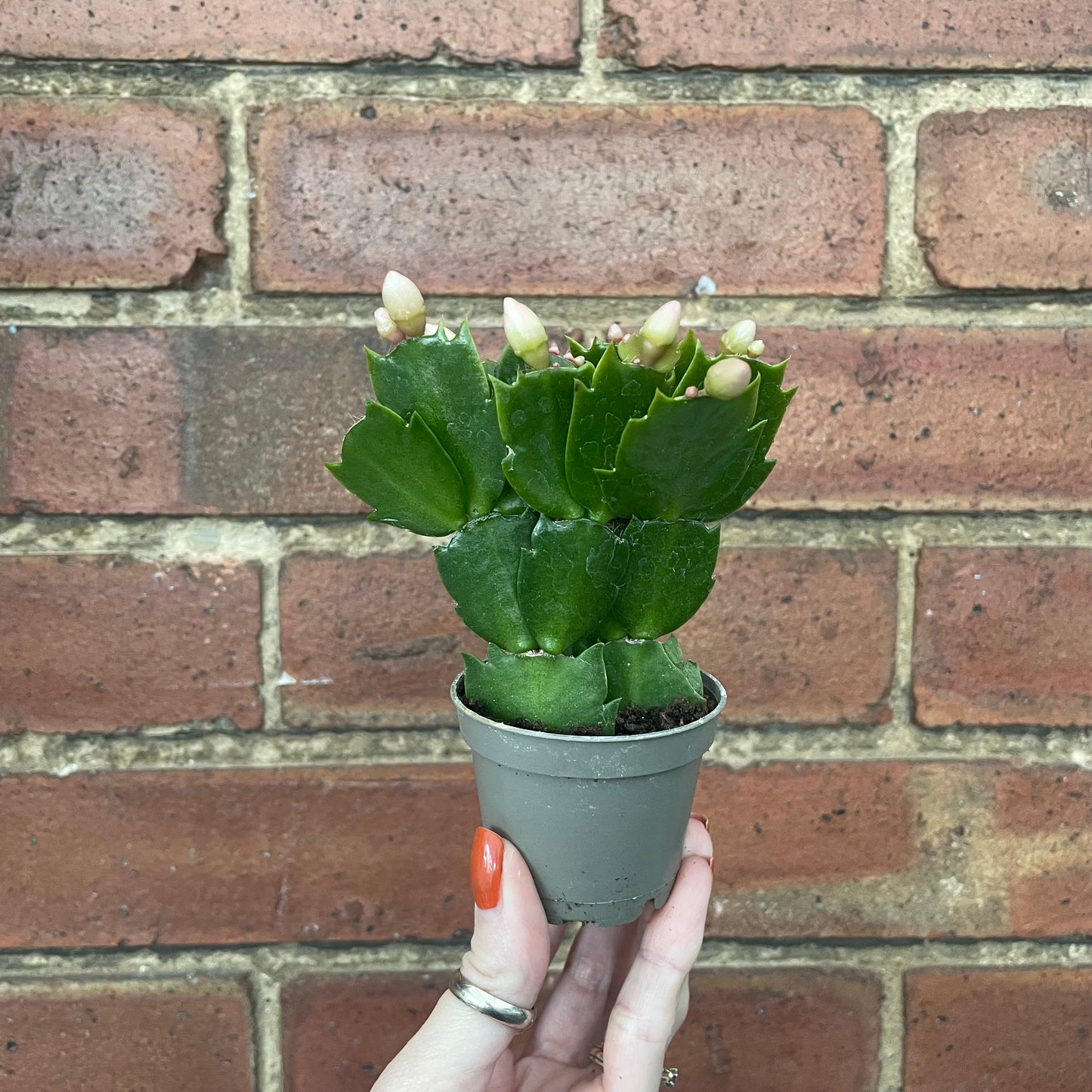 Baby Schlumbergera Christmas Cactus