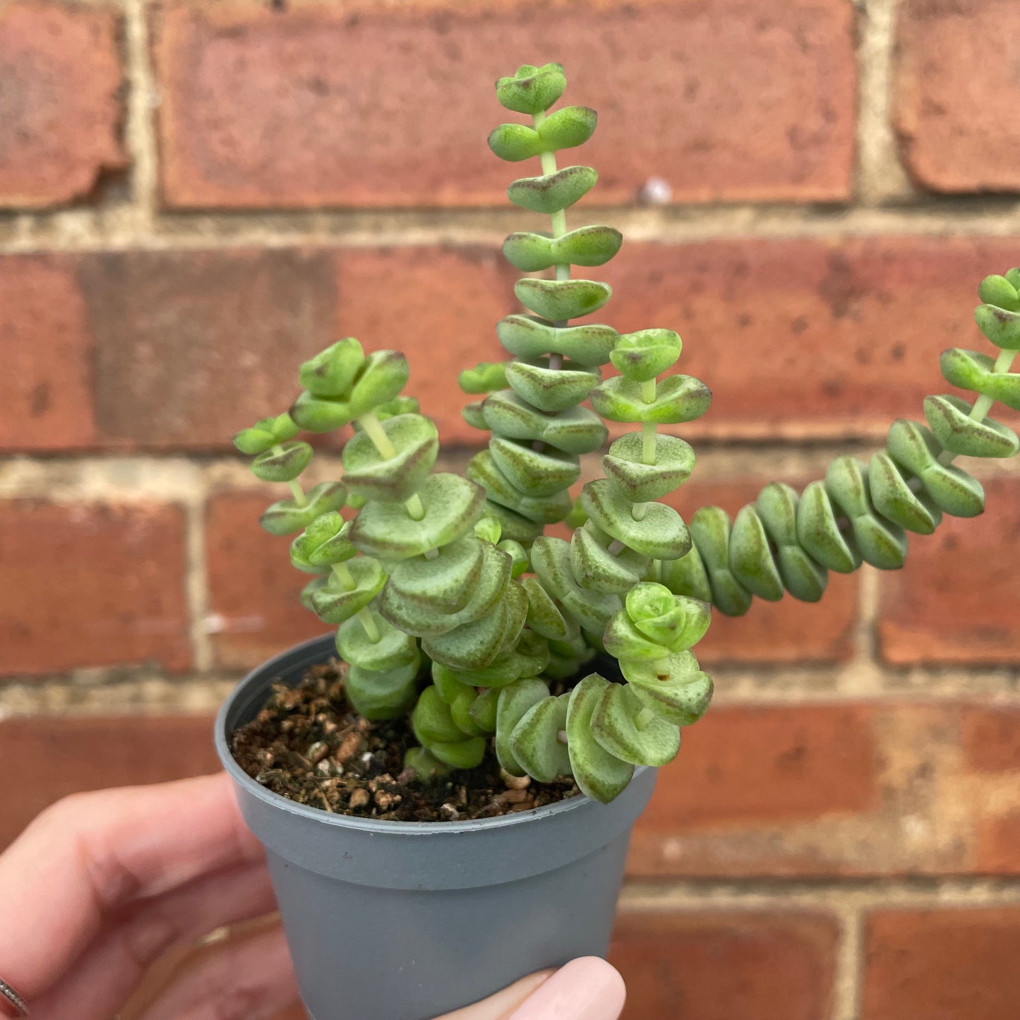 Crassula Marnieriana 'Hottentot'