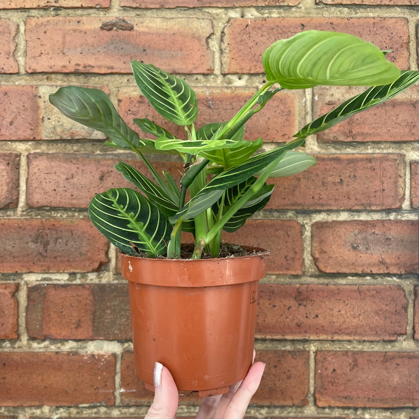 Maranta Lemon Lime Prayer Plant