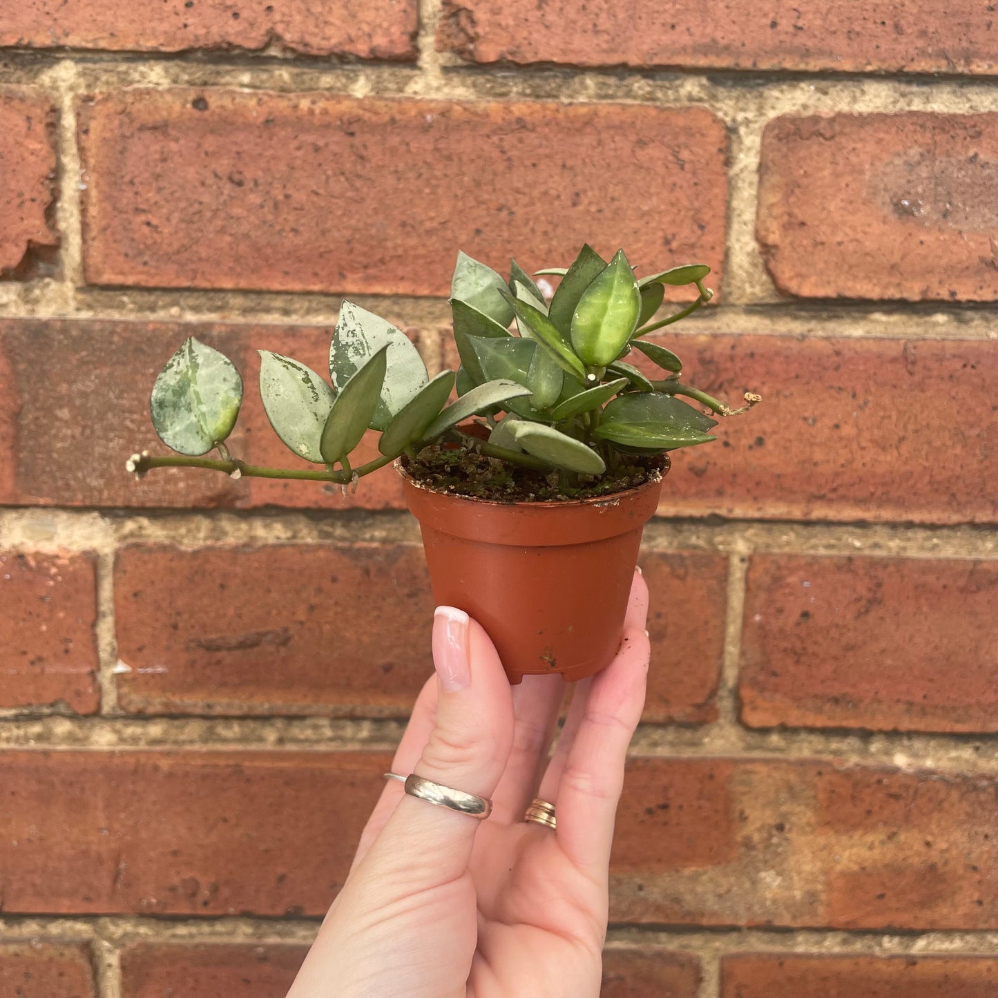 Baby Hoya Krohniana Eskimo