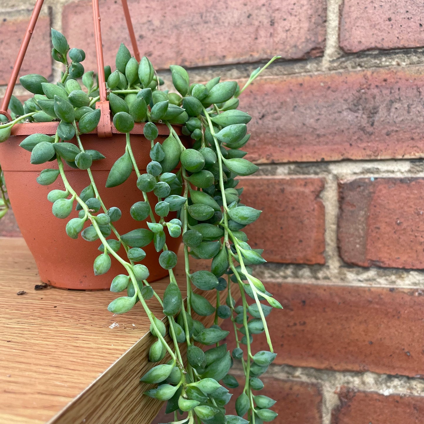 String Of Beads/Senecio Herreianus